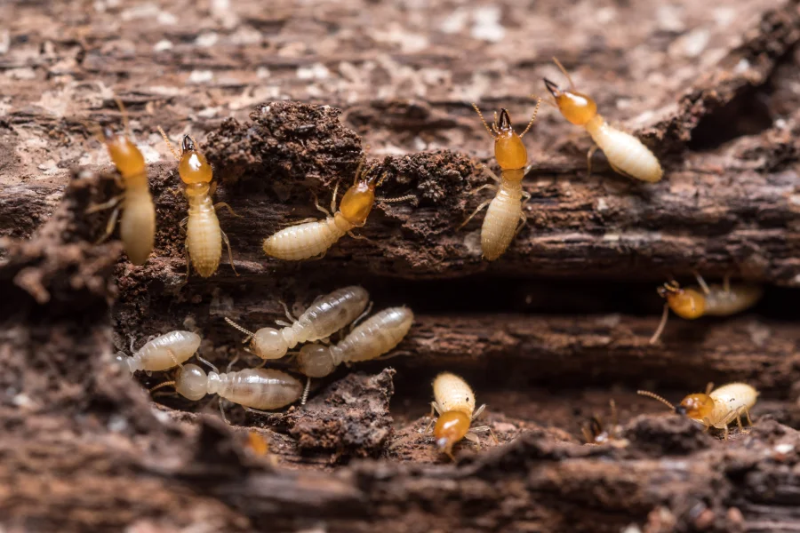 Common Entry Points For Termites In Residential Homes Sorrento, FL