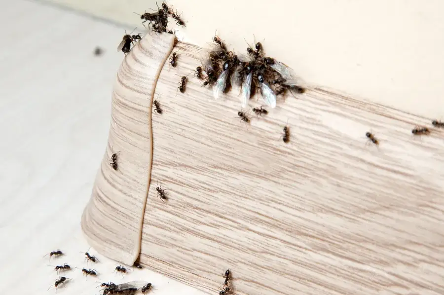 Experienced Ant Control Sorrento, FL