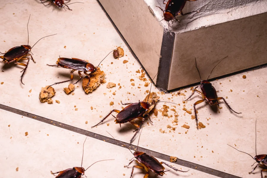 How To Prevent Cockroach Infestations In Your Home Sorrento, FL