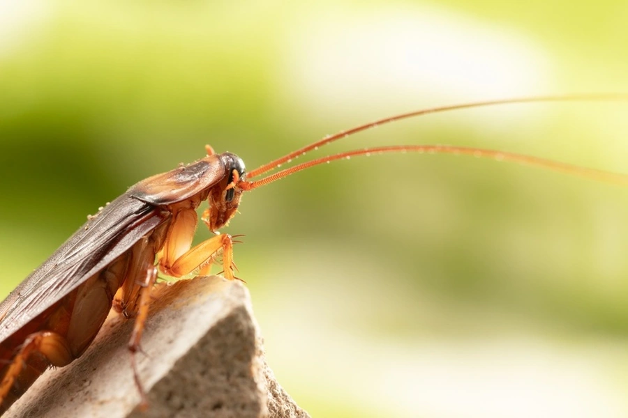 How To Prevent Cockroach Infestations In Your Home in Sorrento, FL
