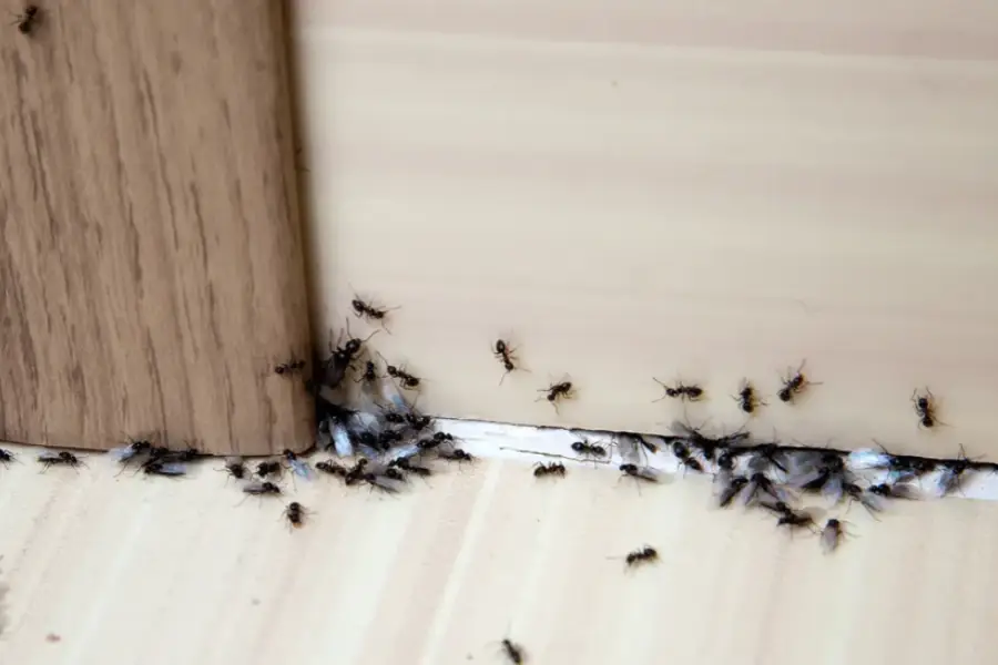 Local Ant Control Sorrento, FL