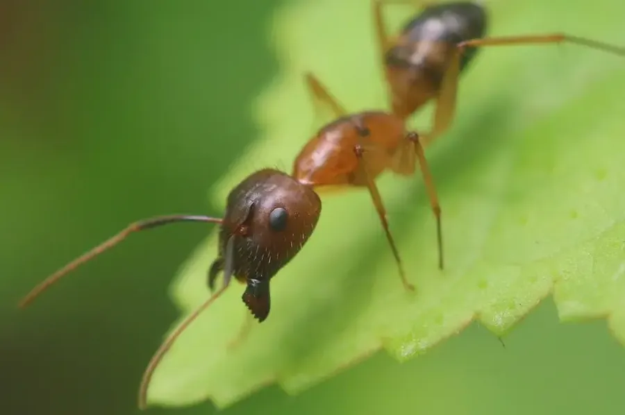 Reliable Ant Control Sorrento, FL